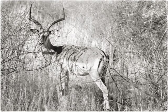Tier Wildlife Namibia 44