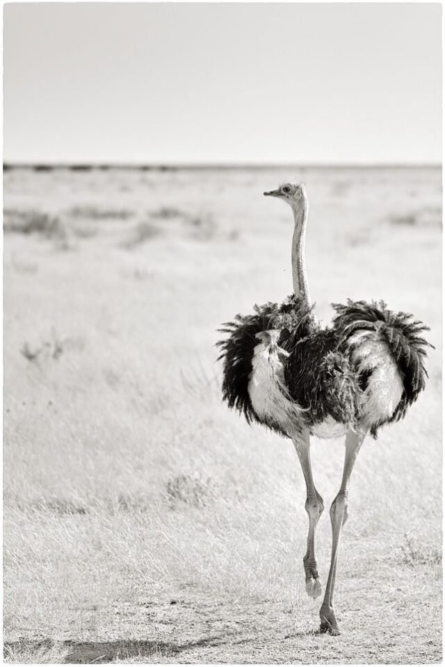 Tier Wildlife Namibia 45