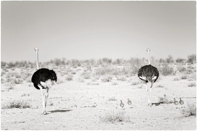 Tier Wildlife Namibia 46
