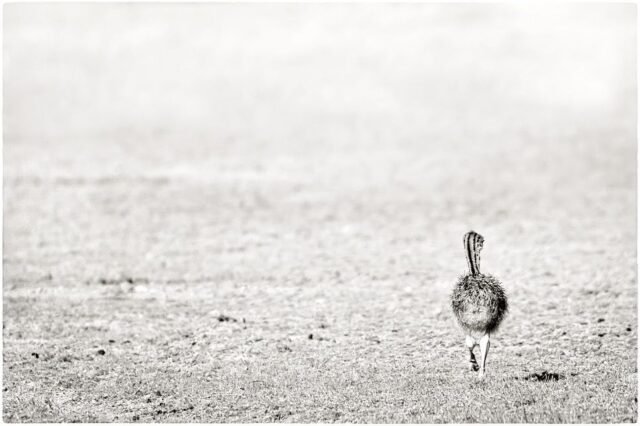 Tier Wildlife Namibia 47