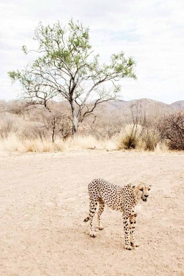 Tier Wildlife Namibia 48