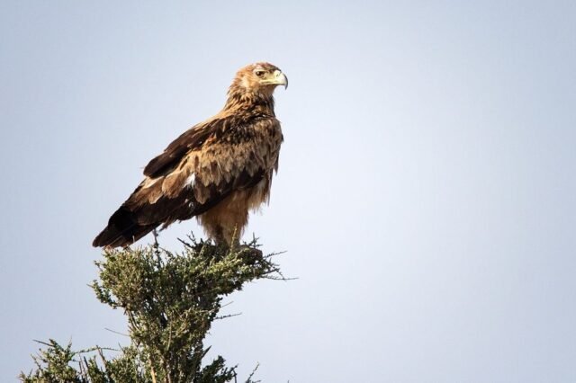 Tier Wildlife Namibia 49