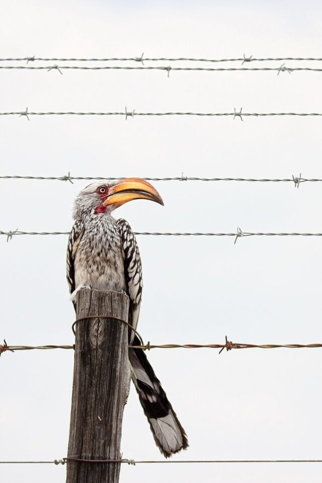 Tier Wildlife Namibia 50