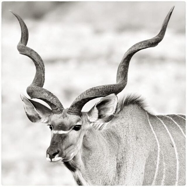Tier Wildlife Namibia 51