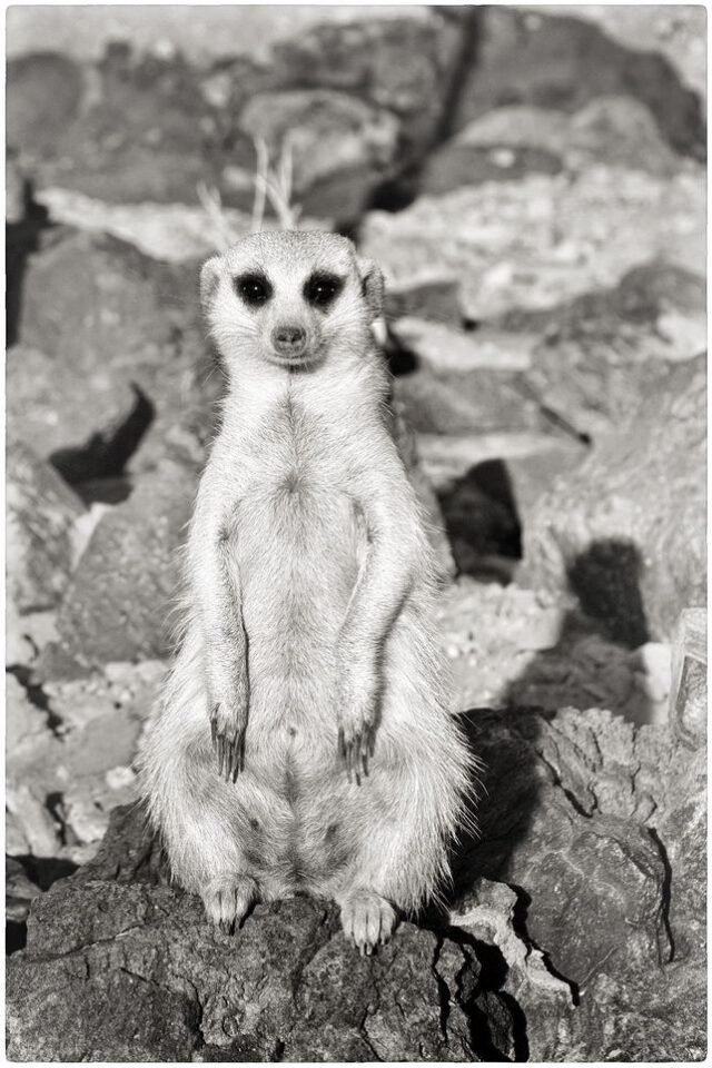 Tier Wildlife Namibia 52