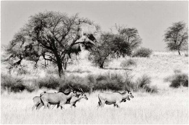 Tier Wildlife Namibia 53