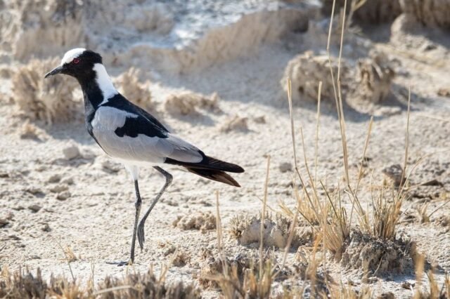Tier Wildlife Namibia 54