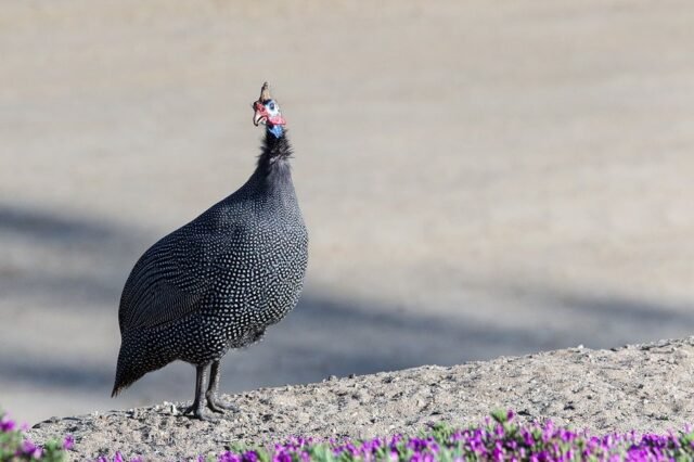 Tier Wildlife Namibia 55