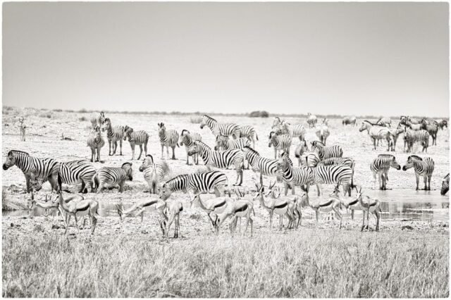 Tier Wildlife Namibia 57