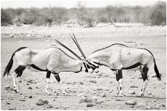 Tier Wildlife Namibia 58