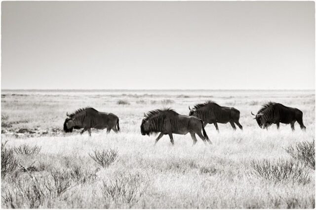 Tier Wildlife Namibia 59