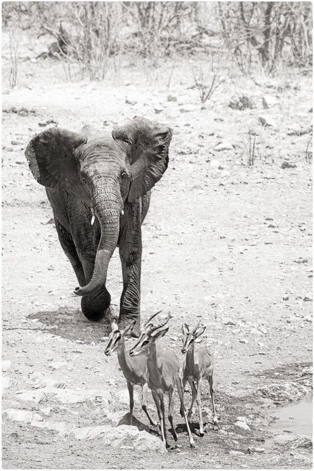 Tier Wildlife Namibia 60