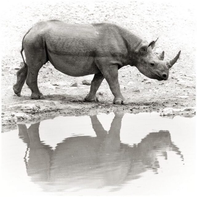 Tier Wildlife Namibia 61