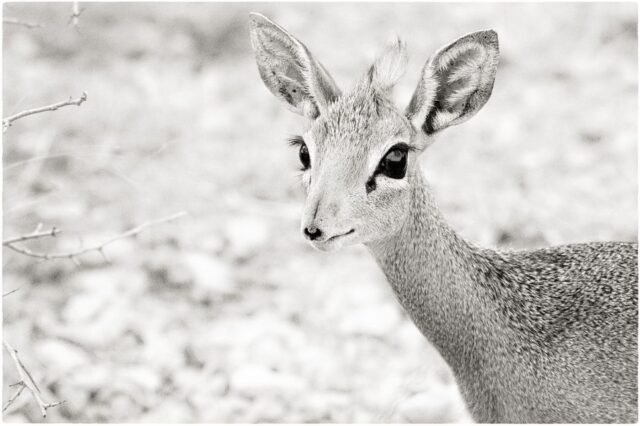 Tier Wildlife Namibia 62
