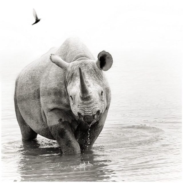 Tier Wildlife Namibia 63