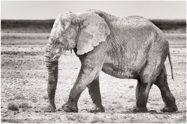 Tier Wildlife Namibia 64