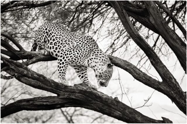 Tier Wildlife Namibia 65