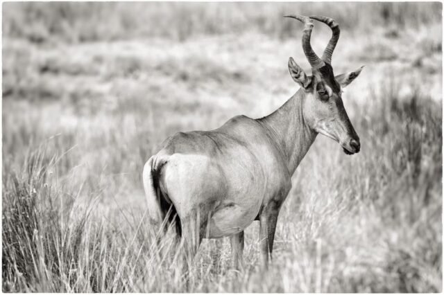 Tier Wildlife Namibia 66
