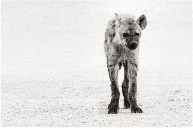 Tier Wildlife Namibia 67