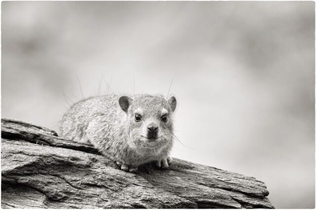 Tier Wildlife Namibia 68
