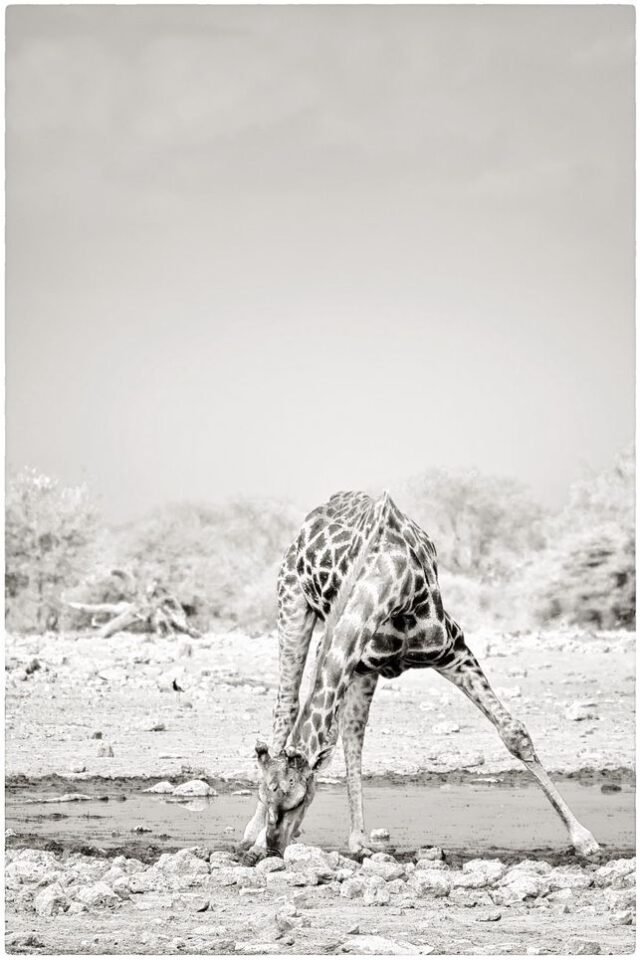 Tier Wildlife Namibia 69