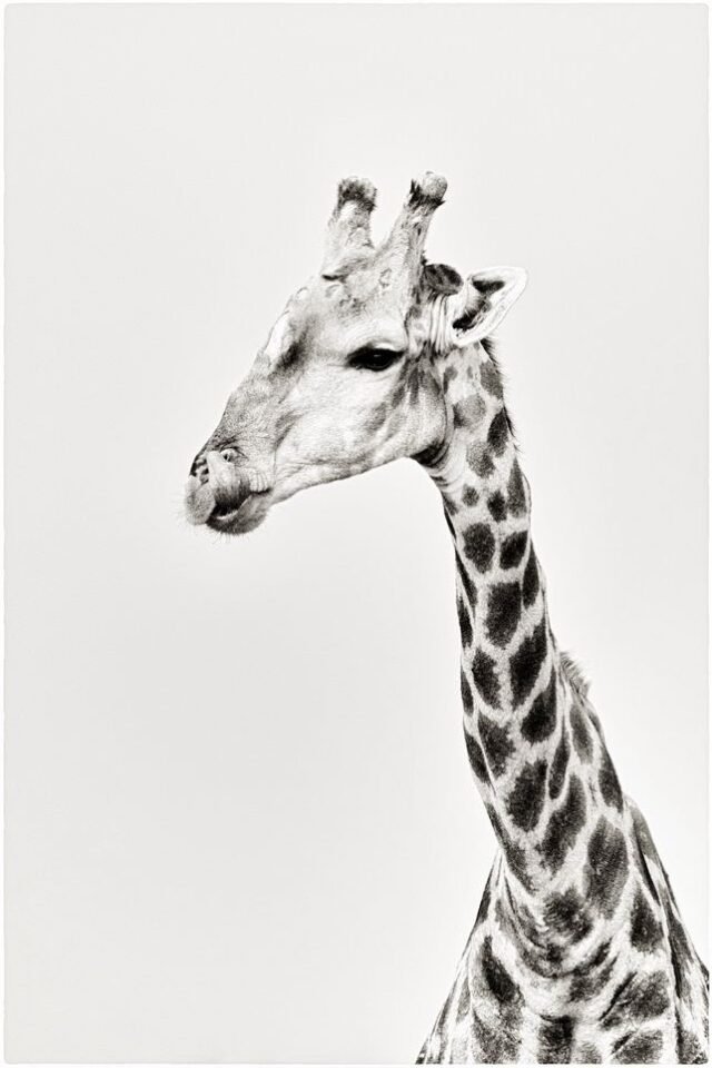 Tier Wildlife Namibia 70