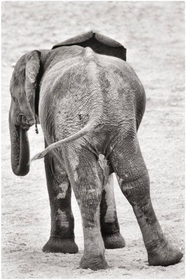 Tier Wildlife Namibia 71