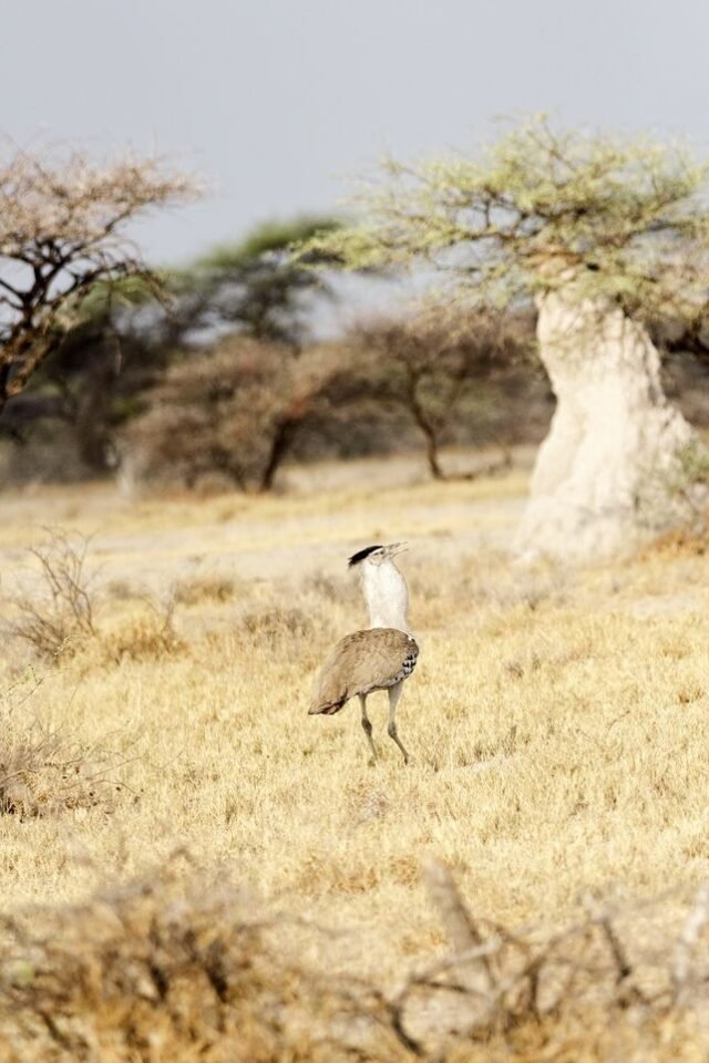 Tier Wildlife Namibia 72