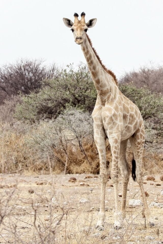 Tier Wildlife Namibia 73