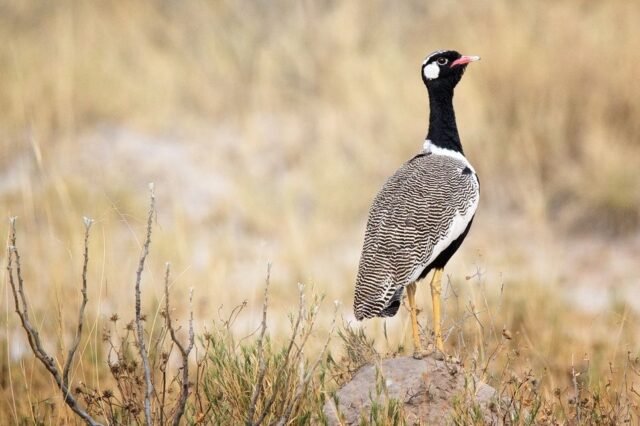 Tier Wildlife Namibia 74