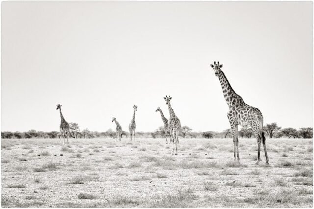 Tier Wildlife Namibia 75