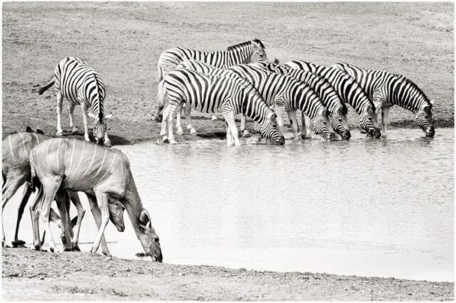 Tier Wildlife Namibia 76