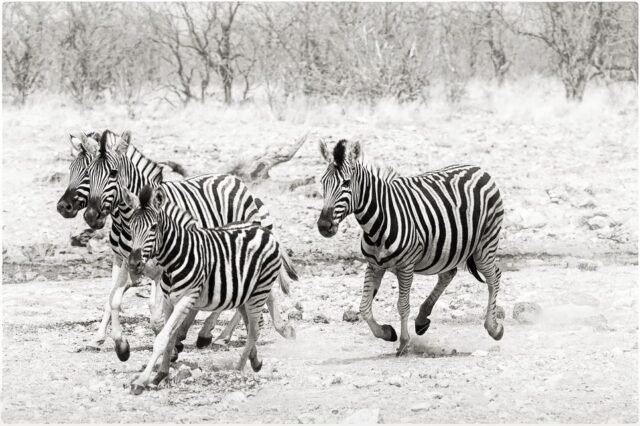 Tier Wildlife Namibia 77