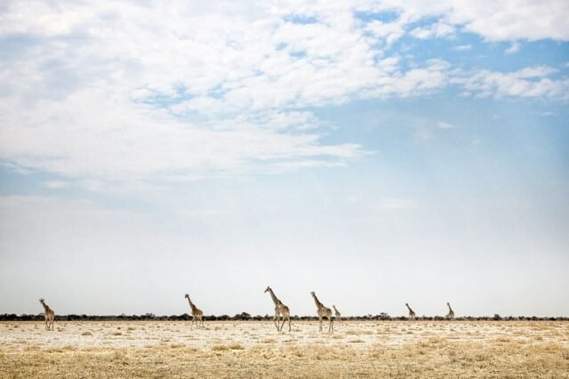 Tier Wildlife Namibia 78