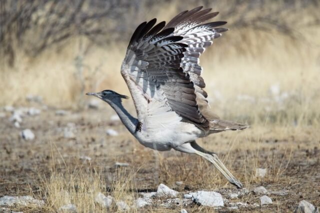 Tier Wildlife Namibia 79