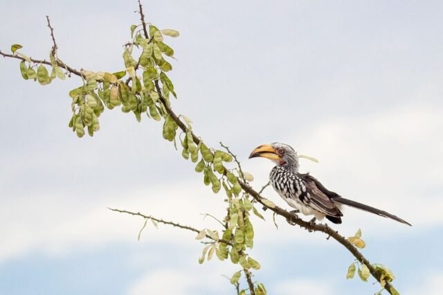 Tier Wildlife Namibia 80