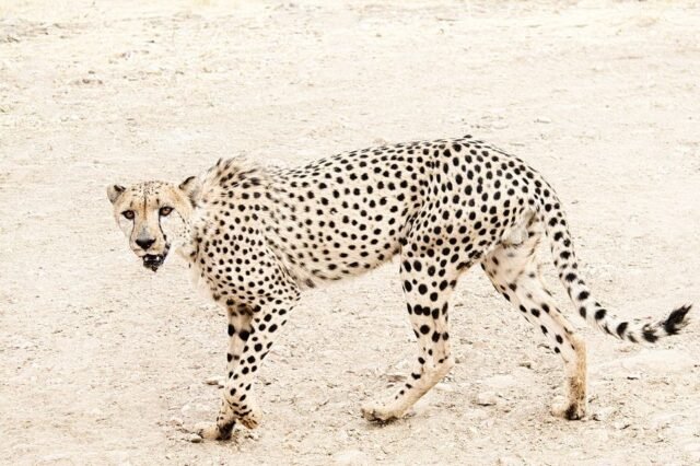 Tier Wildlife Namibia 81