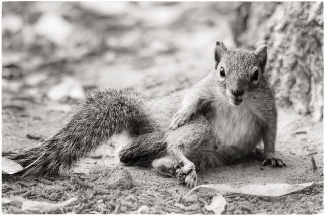 Tier Wildlife Namibia 83
