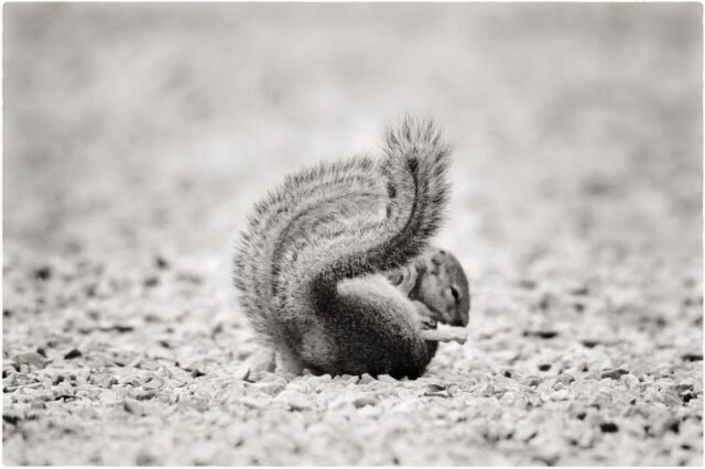 Tier Wildlife Namibia 84