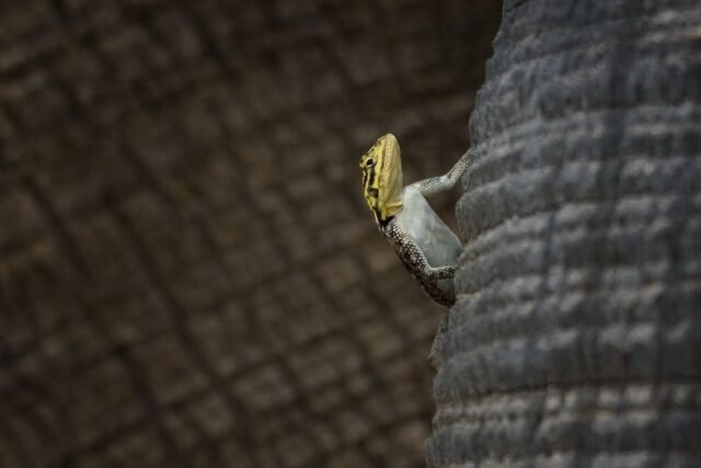 Tier Wildlife Namibia 85