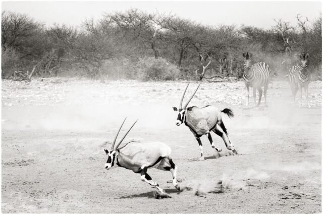 Tier Wildlife Namibia 87