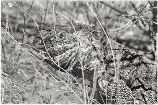 Tier Wildlife Namibia 88