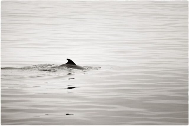 Tier Wildlife Namibia 89