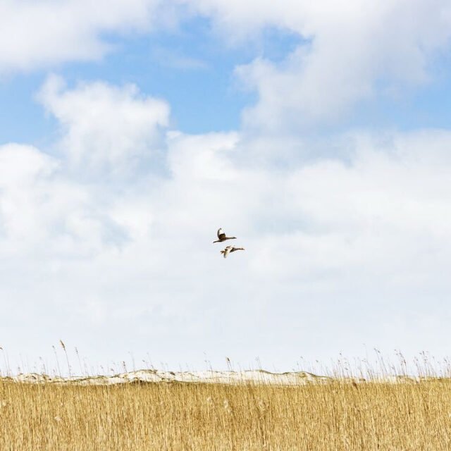 Unterwegs St Peter Ording 095